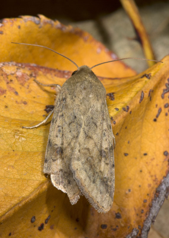 Noctuidae: Helicoverpa armigera